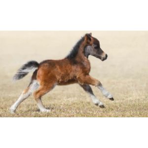 east-Tennessee-Miniature-Horse-and-Donkey-Rescue