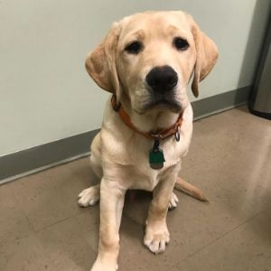 4-Best-Labrador-Rescues-in-North-Carolina