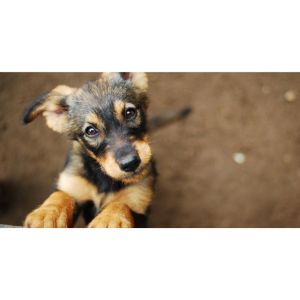 6-Terrific-Options-for-Free-Puppies-In-Iowa-and-6-Incredible-Iowa-Dog-Rescue-Agencies