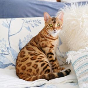 Ashmiyah-Bengal-Cats