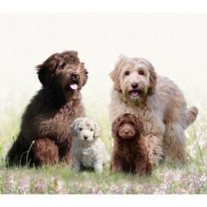 Barberry-Brook-Labradoodles