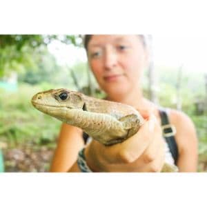 BeWild-Reptile-Rescue