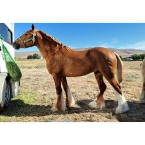 Believe-Equine-Rescue-and-Rehabilitation-Center