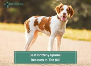Best-Brittany-Spaniel-Rescues-in-The-US-template