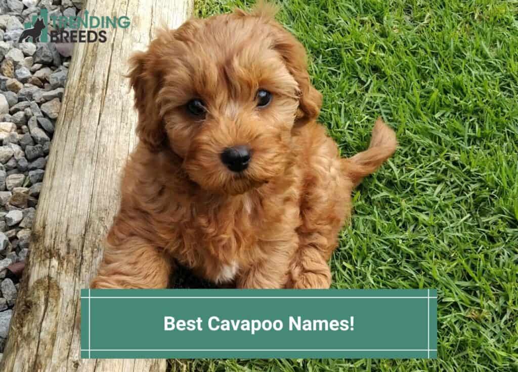 Best-Cavapoo-Names-template