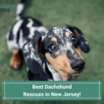 Best-Dachshund-Rescues-in-New-Jersey-template