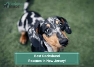 Best-Dachshund-Rescues-in-New-Jersey-template