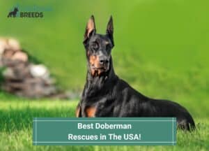 Best-Doberman-Rescues-in-The-USA-template