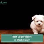 Best-Dog-Breeders-in-Washington-template