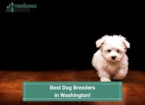 Best-Dog-Breeders-in-Washington-template