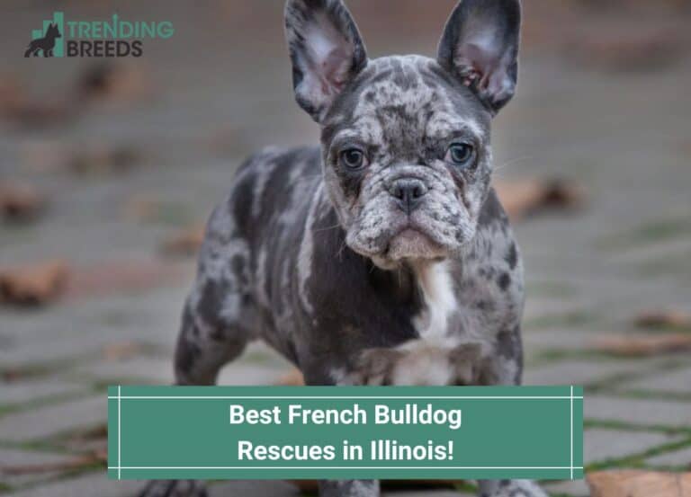 French Bulldog | Trending Breeds