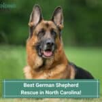 Best-German-Shepherd-Rescue-in-North-Carolina-template