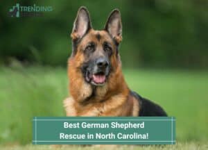 Best-German-Shepherd-Rescue-in-North-Carolina-template