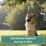 Best-German-Shepherd-Rescues-in-Ohio-template