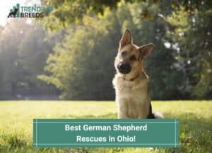 Best-German-Shepherd-Rescues-in-Ohio-template