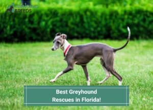 Best-Greyhound-Rescues-in-Florida-template