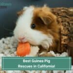 Best-Guinea-Pig-Rescues-in-California-template