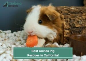 Best-Guinea-Pig-Rescues-in-California-template