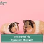6 Best Guinea Pig Rescues in Michigan! (2023)