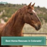 Best-Horse-Rescues-in-Colorado-template