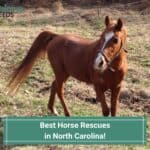 10 Best Horse Rescues in North Carolina! (2023)