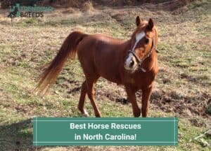Best-Horse-Rescues-in-North-Carolina-template