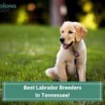 Best-Labrador-Breeders-In-Tennessee-template