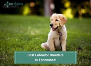 Best-Labrador-Breeders-In-Tennessee-template