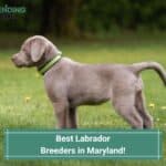 Best-Labrador-Breeders-in-Maryland-template