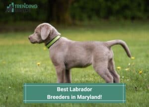 Best-Labrador-Breeders-in-Maryland-template