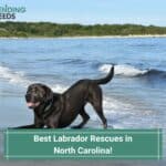 Best-Labrador-Rescues-in-North-Carolina-template