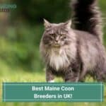 Best-Maine-Coon-Breeders-in-UK-template
