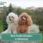 Best-Poodle-Breeders-in-Oklahoma-template