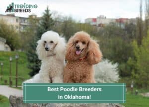 Best-Poodle-Breeders-in-Oklahoma-template