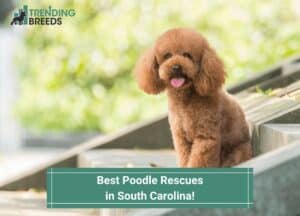 Best-Poodle-Rescues-in-South-Carolina-template
