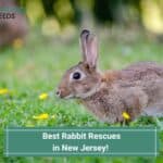8 Best Rabbit Rescues in New Jersey (NJ)! (2022)