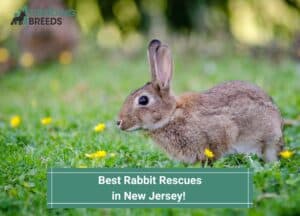 Best-Rabbit-Rescues-in-New-Jersey-template
