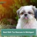 Best-Shih-Tzu-Rescues-In-Michigan-template