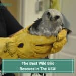 Best-Wild-Bird-Rescues-in-The-USA-template