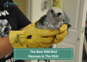 Best-Wild-Bird-Rescues-in-The-USA-template