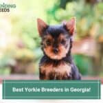 Best-Yorkie-Breeders-in-Georgia-template