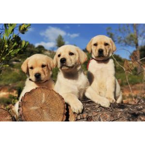 Bringing-Your-Labrador-Home