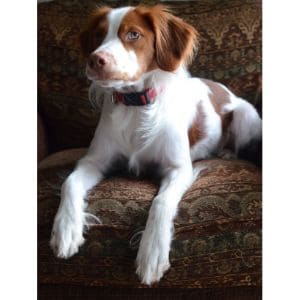 Brittany-Rescue-in-Texas