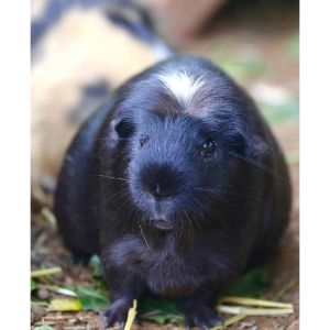 California-Northern-Cavy-Rescue