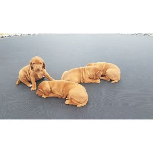 Causes-of-Obesity-in-Vizsla