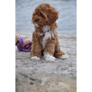 Choosing-a-Cute-Cavapoo-Name