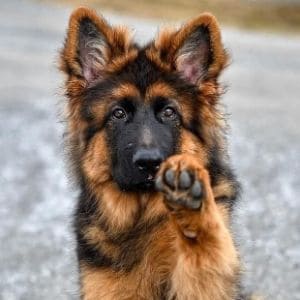 Cincinnati-Area-German-Shepherd-Rescue