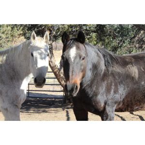 Colorado-Horse-Rescue