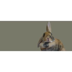 Colorado-Rabbit-Rescue