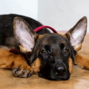 Common-German-Shepherd-Ear-Problems